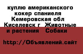 куплю американского кокер спаниеля - Кемеровская обл., Киселевск г. Животные и растения » Собаки   